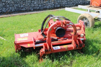 Talajmaró - Maschio